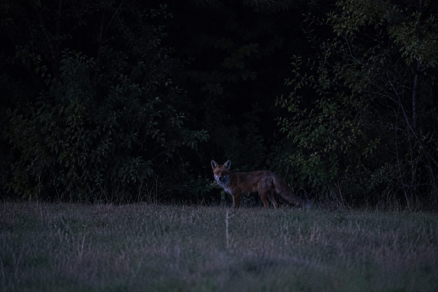 Renard au crépuscule