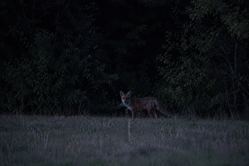 Renard au crépuscule